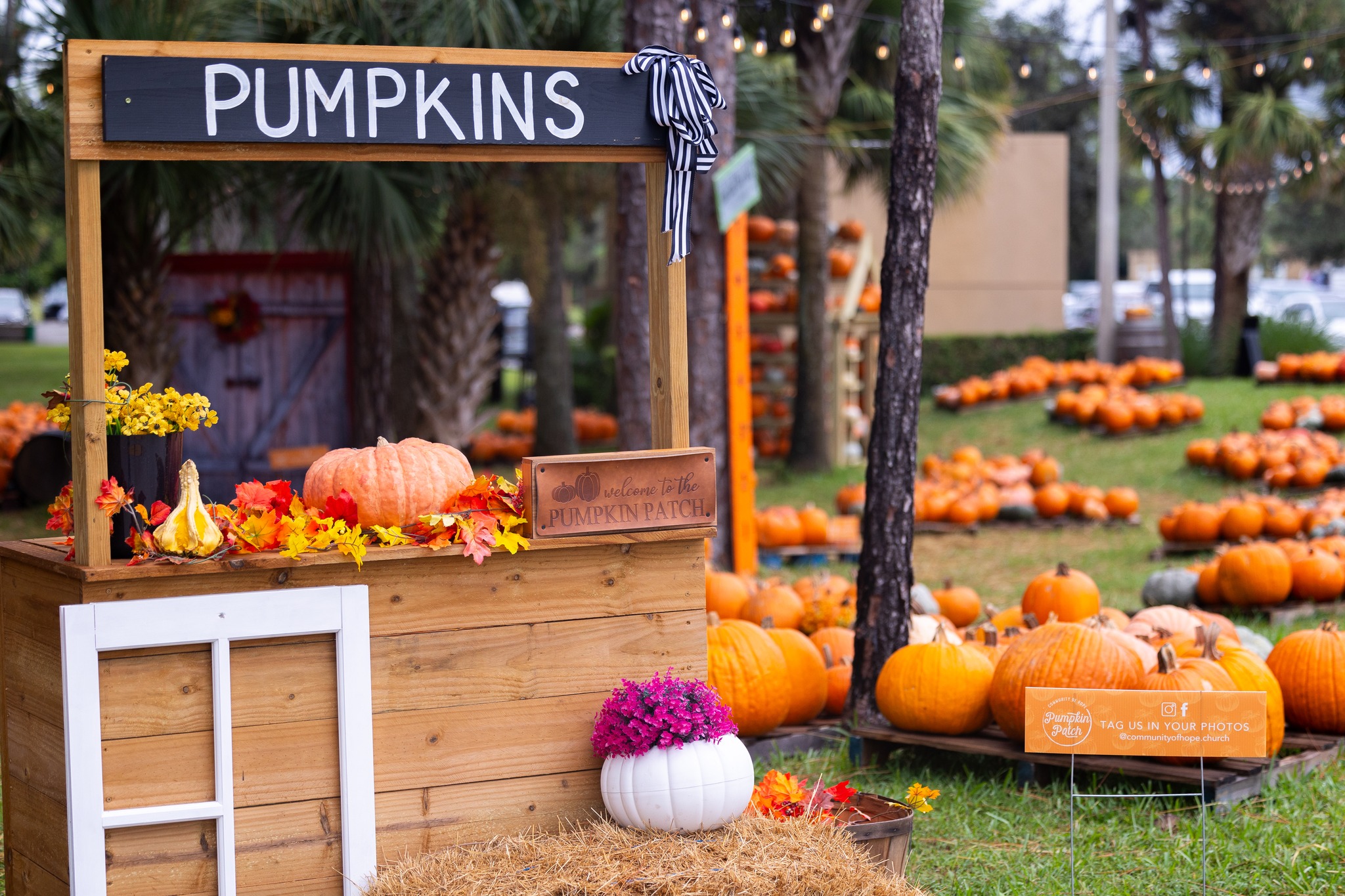 Pumpkin Patches Across Palm Beach County